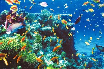 Ras Abu Galum & Blue Hole Snorkeling Tour from Taba - Image 3