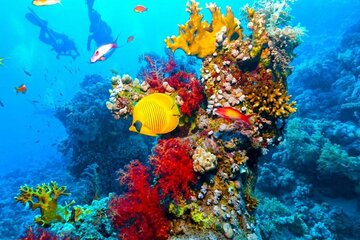 Ras Mohammed Diving Day Trip from Sharm el-Sheikh - Image 1