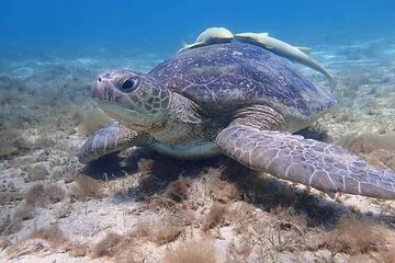 Private Abu Dabbab Dugong Bay Snorkeling Experience from Hurghada - Image 2