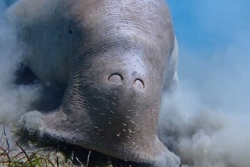 Private Abu Dabbab Dugong Bay Snorkeling Experience from Hurghada - Image 3