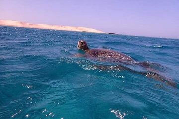 Private Abu Dabbab Dugong Bay Snorkeling Experience from Hurghada - Image 4