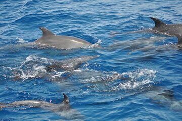 Dolphin Tour Banana Boat from Soma /Sahl Hasheesh/makadi/Safaga - Image 1