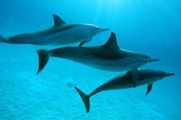 Dolphin Tour Banana Boat from Soma /Sahl Hasheesh/makadi/Safaga - Image 3