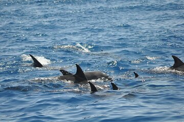 Dolphin tour from El Gouna - Image 1