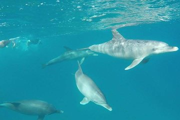Dolphin tour from El Gouna - Image 4