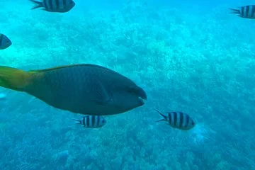 Glass Bottom Boat Adventure in Hurghada: Explore the Red Sea's Underwater World