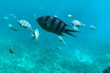 Trip on a glass bottom boat from Hurghada - Image 3