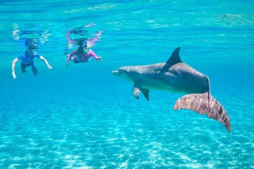 Dolphin House Royal Sea Trip Water Sports W/Transfer - HURGHADA - Image 2