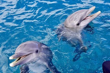 Dolphin House Royal Sea Trip Water Sports W/Transfer - HURGHADA - Image 3