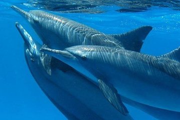 Dolphin House Royal Sea Trip Water Sports W/Transfer - HURGHADA - Image 4