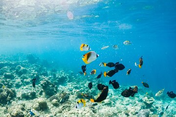 Tiran Island Full Day Snorkeling Sea trip, Lunch With Transfer - Sharm El Sheikh - Image 4