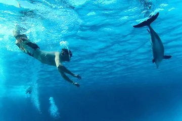 Semi PRIVATE Speedboat Swim With Dolphins Sea Trip - Hurghada - Image 2