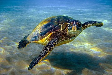Abu Dabbab over day - Snorkeling in Turtles House - Hurghada - Image 1