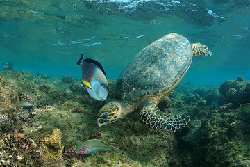Abu Dabbab over day - Snorkeling in Turtles House - Hurghada - Image 3