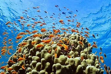 Hula Hula Island Adventure with Parasailing & Lunch - Hurghada - Image 4