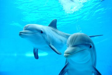 Unforgettable Photo Session with Dolphins And Transfer - Hurghada - Image 1