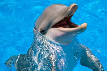 Unforgettable Photo Session with Dolphins And Transfer - Hurghada - Image 2