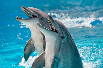 Unforgettable Photo Session with Dolphins And Transfer - Hurghada - Image 3