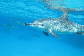 Unforgettable Photo Session with Dolphins And Transfer - Hurghada - Image 4