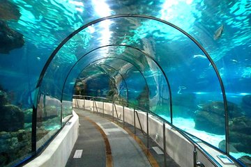 Grand Aquarium Hurghada Amazing Tour With Transfer - Hughada - Image 4