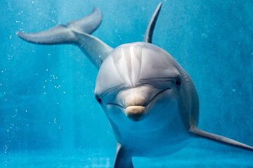 Dolphin House Royal VIP Special Day Snorkeling Sea Trip With Lunch - Hurghada - Image 1