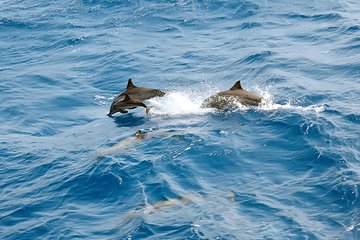 Dolphin House Royal VIP Special Day Snorkeling Sea Trip With Lunch - Hurghada - Image 4