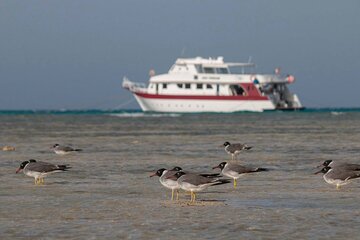 Wadi El Gamal Amazing Day Jeep Safari Full Day With Bedouin dinner - Marsa Alam - Image 1