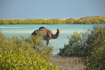 Wadi El Gamal Amazing Day Jeep Safari Full Day With Bedouin dinner - Marsa Alam - Image 2