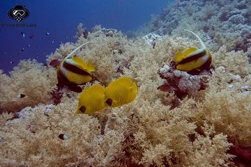 Full day diving with private guide, lunch drinks transportation - Image 3