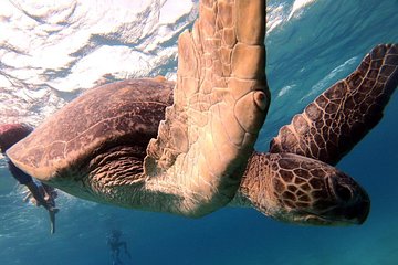 Marsa Mubarak Snorkeling Sea Trip & Transfer & Lunch – Marsa Alam - Image 2