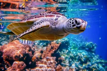 Abu Dabbab Beach Snorkel with Turtles, Transfer & Lunch- Hurghada