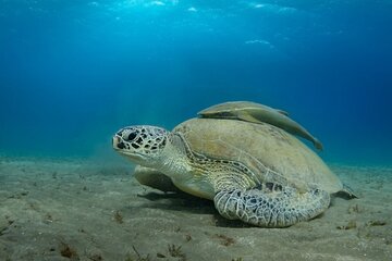 Abu Dabbab Beach Snorkel with Turtles, Transfer & Lunch- Hurghada - Image 4