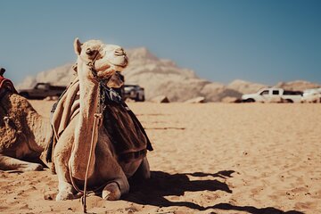 Experience Camel Riding in the Stunning Desert - Hurghada - Image 3
