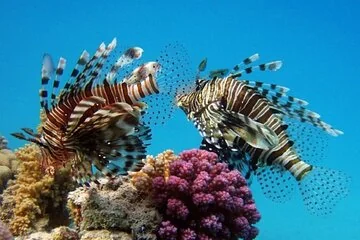 Coral Garden, Snorkeling & Diving Adventure & Lunch - Marsa Alam - Image 4