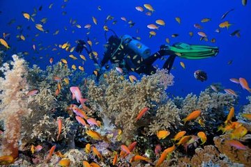 Ras Mohamed National Park Trip Snorkelling Trip - Image 3