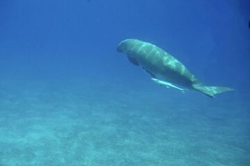 Hurghada Royal Submarine Cruise with Snorkel Stop - Image 4