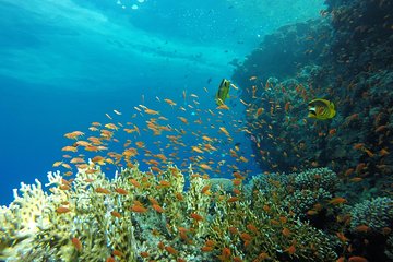 Intro Scuba Diving - Image 3