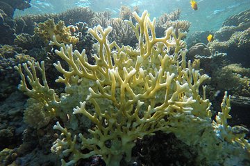 Intro Scuba Diving - Image 4