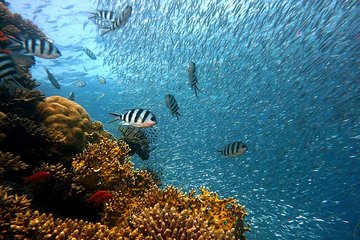 Try your Intro diving in Hurghada - Image 4