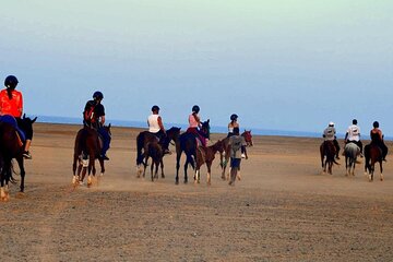Private Horseback riding in Marsa Alam and Port Ghalib - Image 3