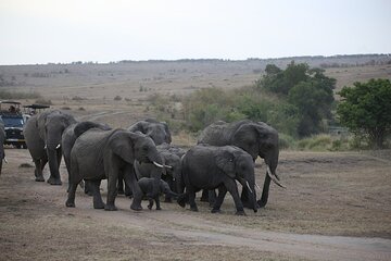 Luxury Maasai Mara Fly Package 3 Days - Image 1