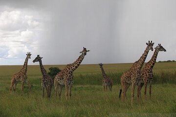 Luxury Maasai Mara Fly Package 3 Days - Image 2