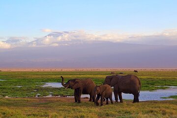 Luxury Maasai Mara Fly Package 3 Days - Image 4