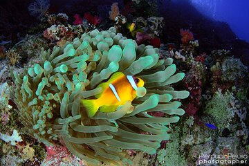 Discover Scuba Diving Sharm El Sheikh - Image 4
