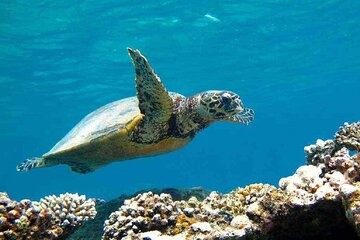 Full Day Marsa Mubarak Snorkeling Trip&Lunch&Transfer–Marsa Alam - Image 2