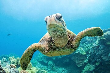 Full Day Marsa Mubarak Snorkeling Trip&Lunch&Transfer–Marsa Alam - Image 3