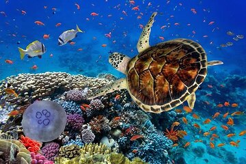 Full Day Marsa Mubarak Snorkeling Trip&Lunch&Transfer–Marsa Alam - Image 4