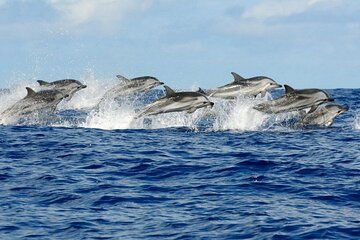 Swim with Dolphins at Sataya Reef Sea Trip & Lunch - Marsa Alam - Image 1