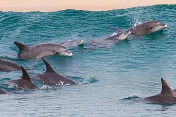 Swim with Dolphins at Sataya Reef Sea Trip & Lunch - Marsa Alam - Image 3
