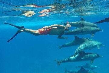 Swim with Dolphins at Sataya Reef Sea Trip & Lunch - Marsa Alam - Image 4